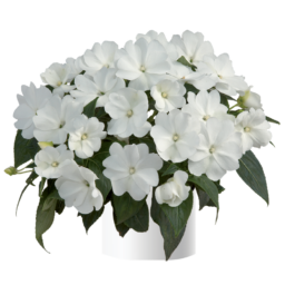 Harmony® Snow