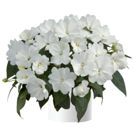 Harmony® Snow