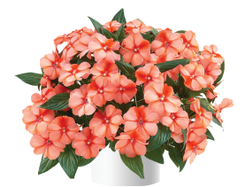 Harmony® Apricot Cream