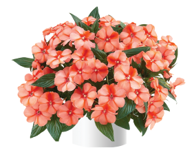 Harmony® Apricot Cream