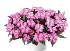 Harmony® Bubblegum