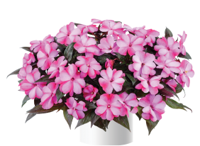 Harmony® Bubblegum
