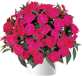 Harmony® Magenta