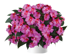 Harmony® Marshmallow Cream
