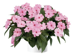 Harmony® Pink Smile