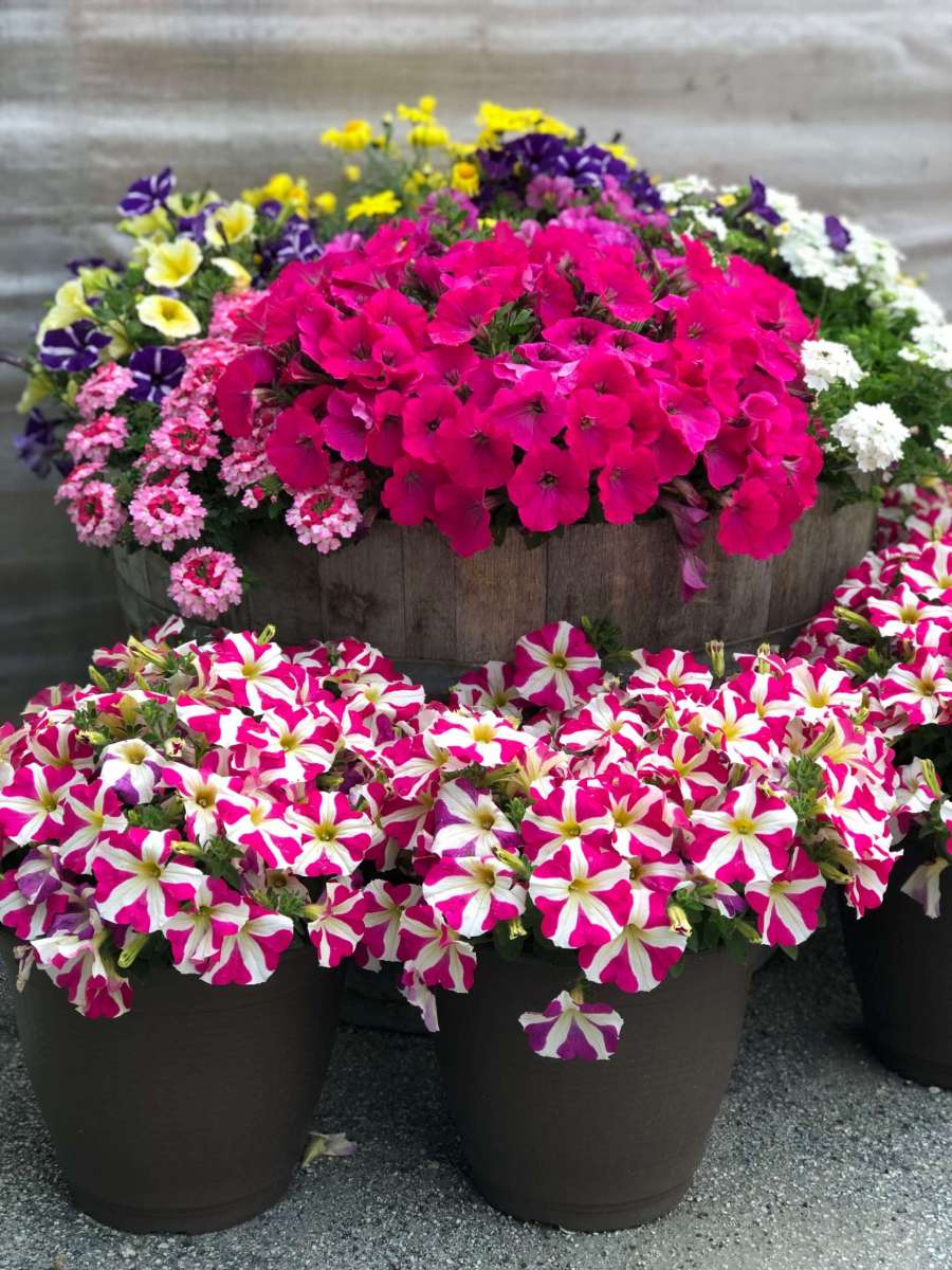 Amore® Pink Hearts