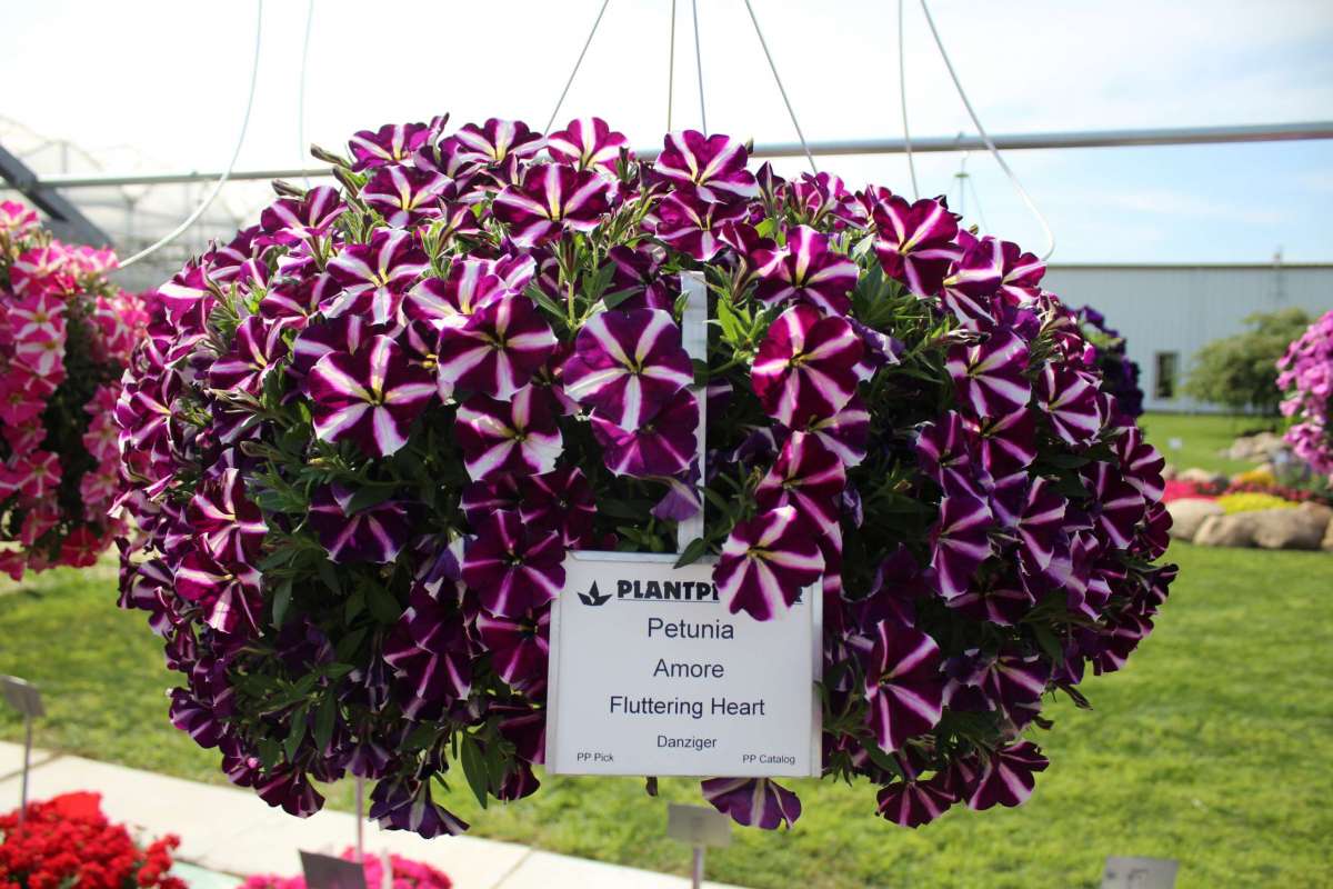 Amore® Fluttering Heart