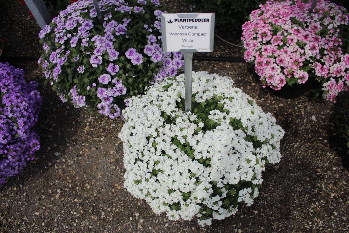 Vanessa™ Compact White