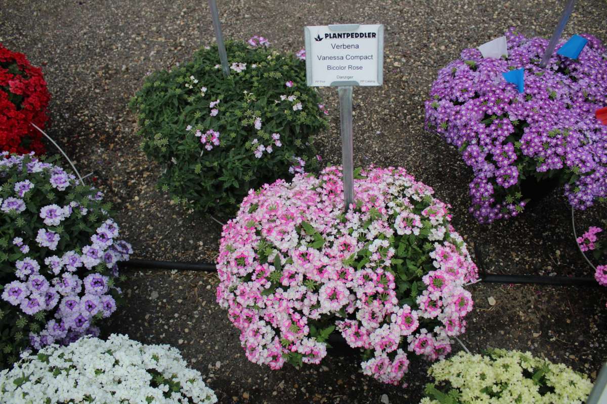 Vanessa™ Compact Bicolor Rose