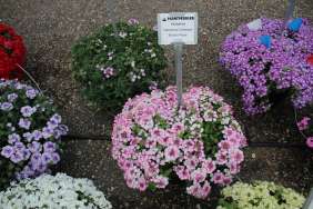 Vanessa™ Compact Bicolor Rose