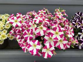 Amore® Pink Hearts