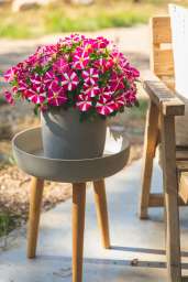 Amore® Pink Hearts