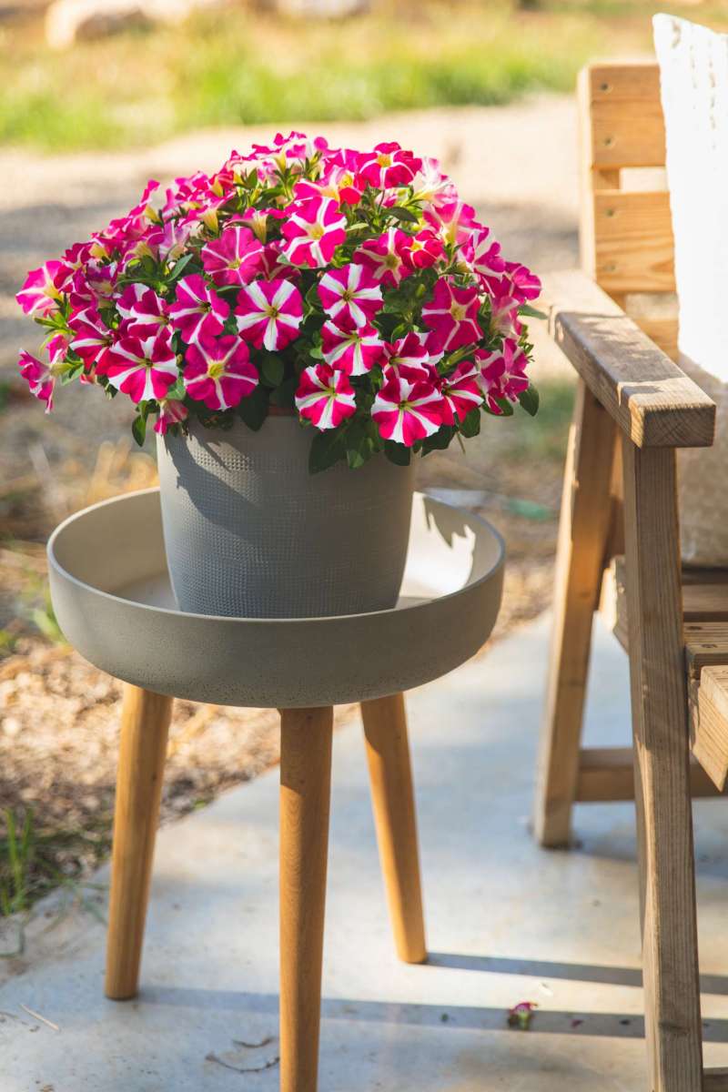 Amore® Pink Hearts