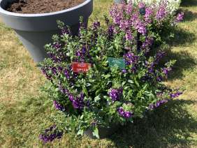 Alonia™ Big Indigo