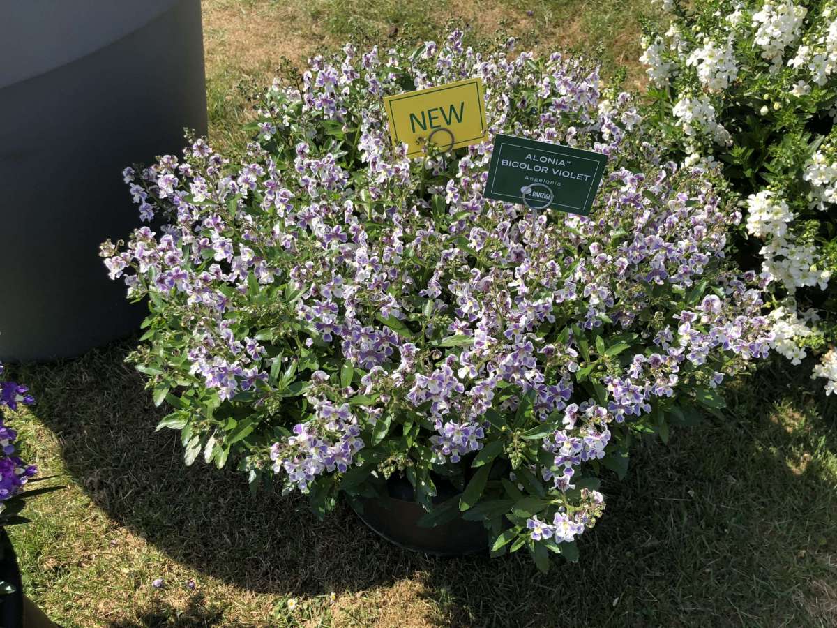 Alonia™ Bicolor Violet