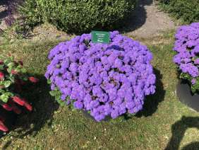 AGUILERA™ VIOLET