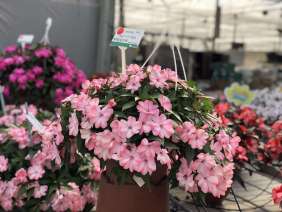 Harmony® Colorfall™ Light Coral