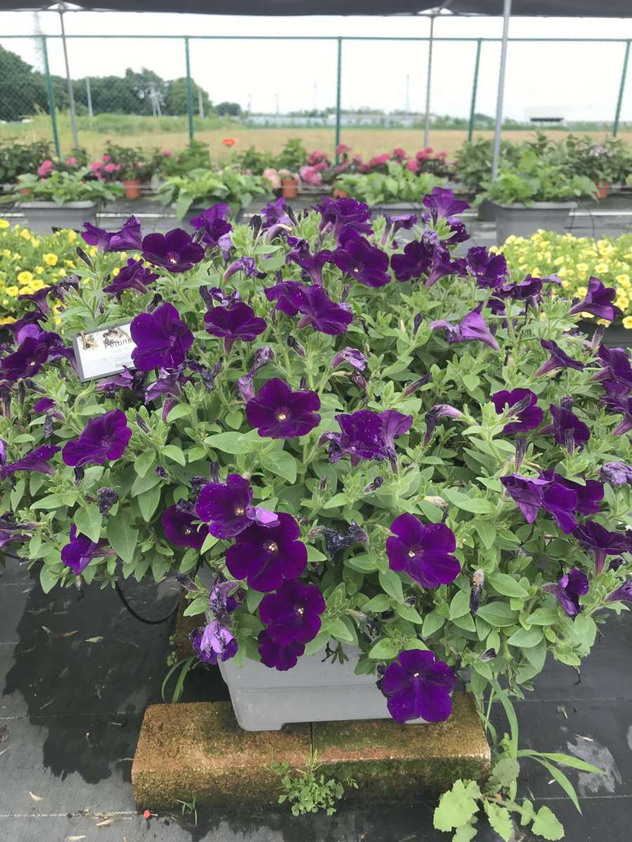 Capella™ Indigo