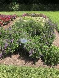 Alonia™ Dark Lavender