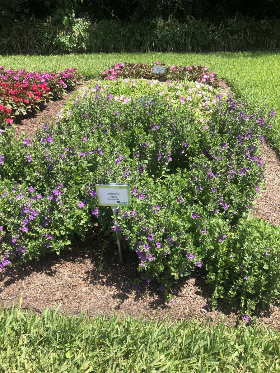 Alonia™ Dark Lavender