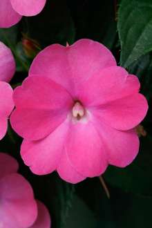 SunPatiens® Compact Hot Pink