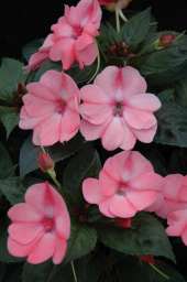 SunPatiens® Compact Blush Pink