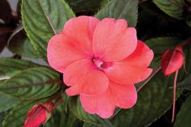 SunPatiens® Compact Deep Rose