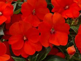 SunPatiens® Compact Electric Orange