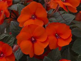 SunPatiens® Compact Hot Coral