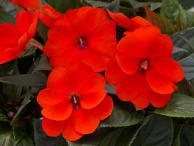 SunPatiens® Compact Orange