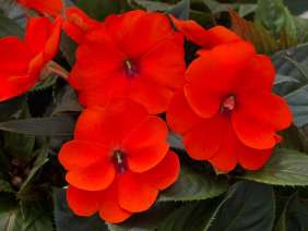 SunPatiens® Compact Orange