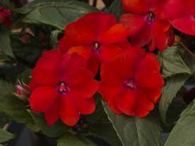 SunPatiens® Compact Red