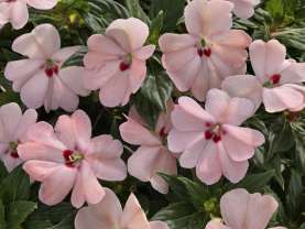 SunPatiens® Vigorous Pink Kiss