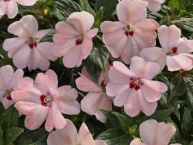 SunPatiens® Vigorous Pink Kiss