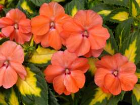 SunPatiens® Vigorous Tropical Salmon