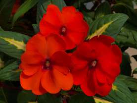 SunPatiens® Vigorous Tropical Orange Imp.
