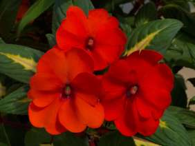 SunPatiens® Vigorous Tropical Orange Imp.