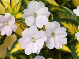 SunPatiens® Vigorous Tropical White