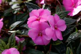 SunPatiens® Vigorous Lavender Splash