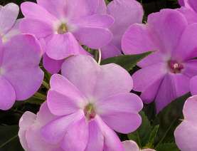 SunPatiens® Vigorous Orchid