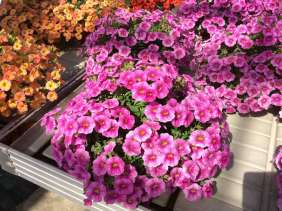 Colibri™ Pink Lace