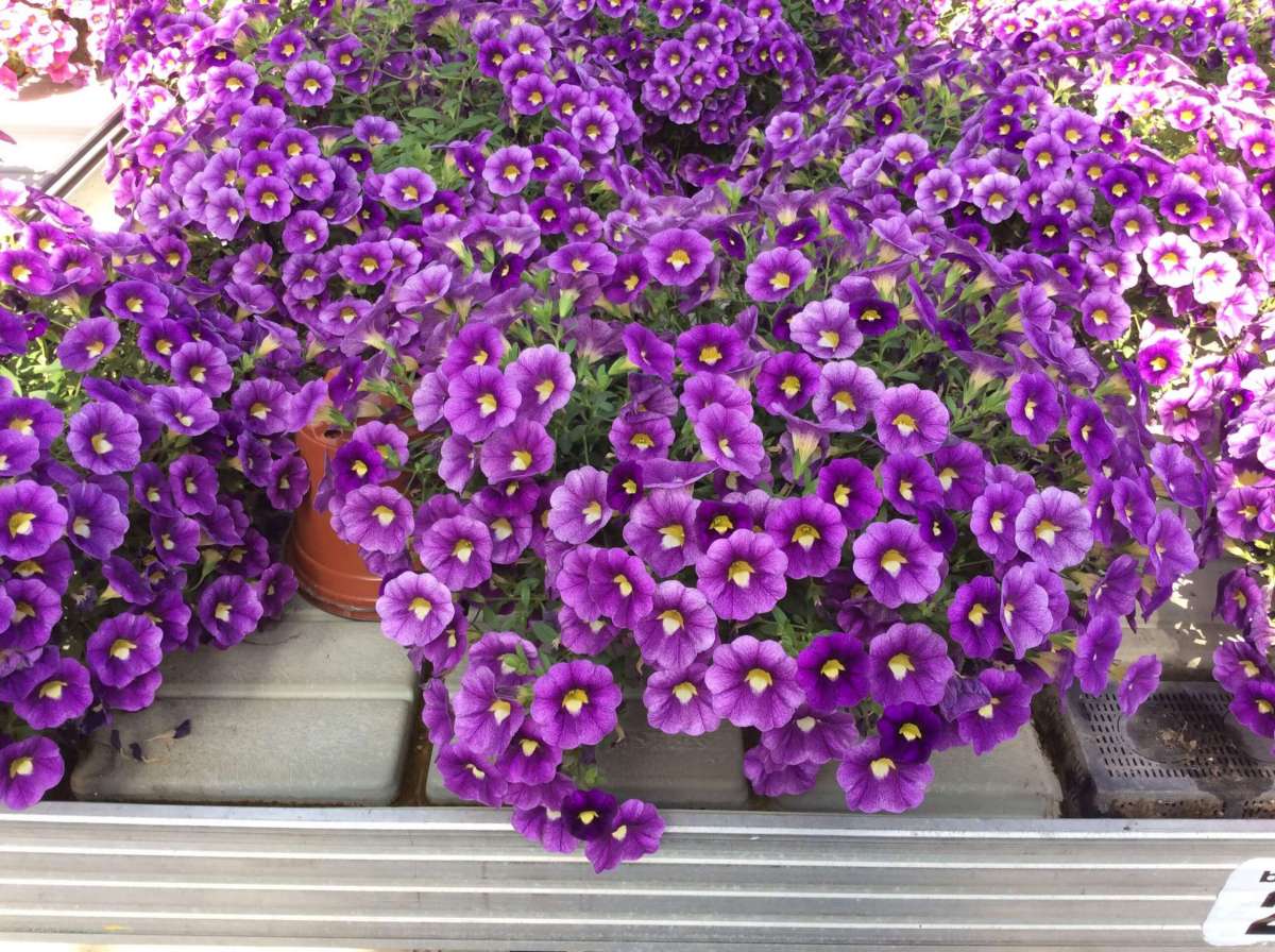 Colibri™ Plum