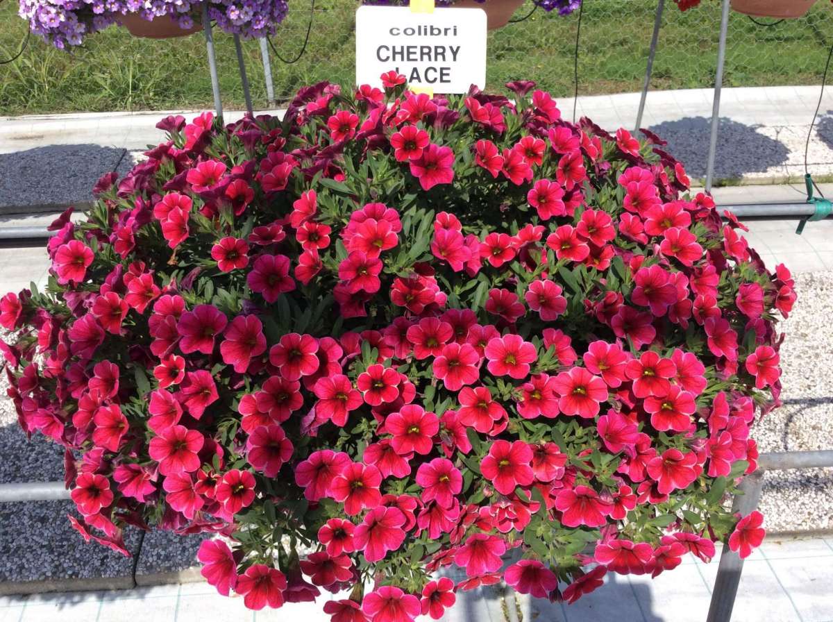 Colibri™ Cherry Lace