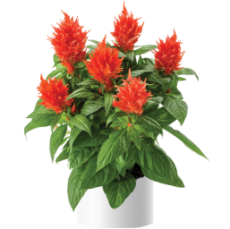 Kelos™ Fire Orange