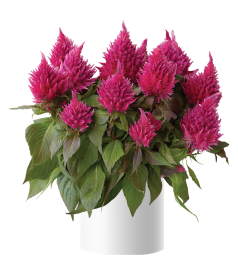 Kelos™ Fire Pink
