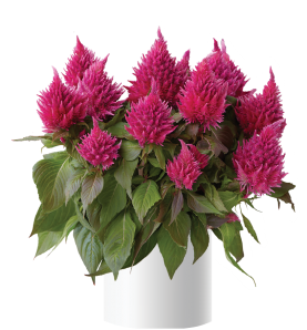 Kelos™ Fire Pink