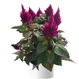 Kelos™ Fire Purple