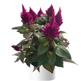 Kelos™ Fire Purple
