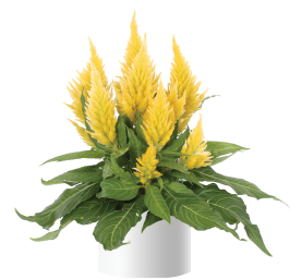 Kelos™ Fire Yellow
