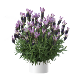 Laveanna™ Grand Purple